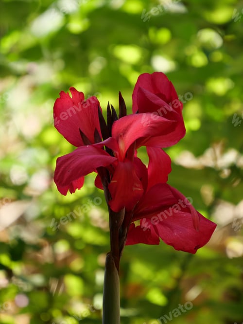 Preview: A Vertical Closeup Shot Of A Blooming Red Canna Flower