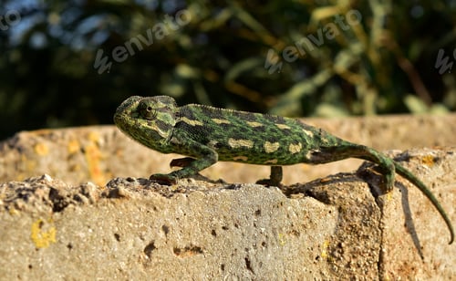 Preview: A Closeup Shot Of A Mediterranean Chameleon Keeping Its Balance As It Tiptoes On A Thin Brick Wall