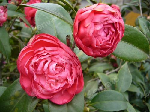 Preview: A Closeup Shot Of A Beautiful Camellia Under The Sunlight