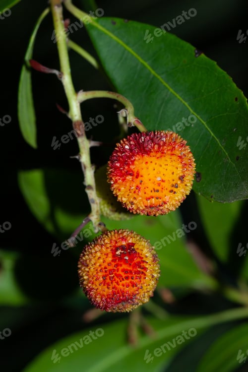 Preview: A Vertical Shot Of The Fruit Of The Strawberry Tree In Spain