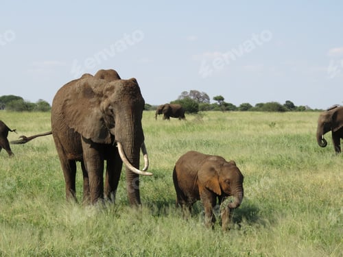 Preview: A Mother Elephant With Her Baby Walking On A Field