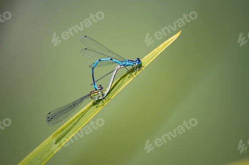 Preview: A Closeup Shot Of Pair Of Dragonflies Mating On A Grass