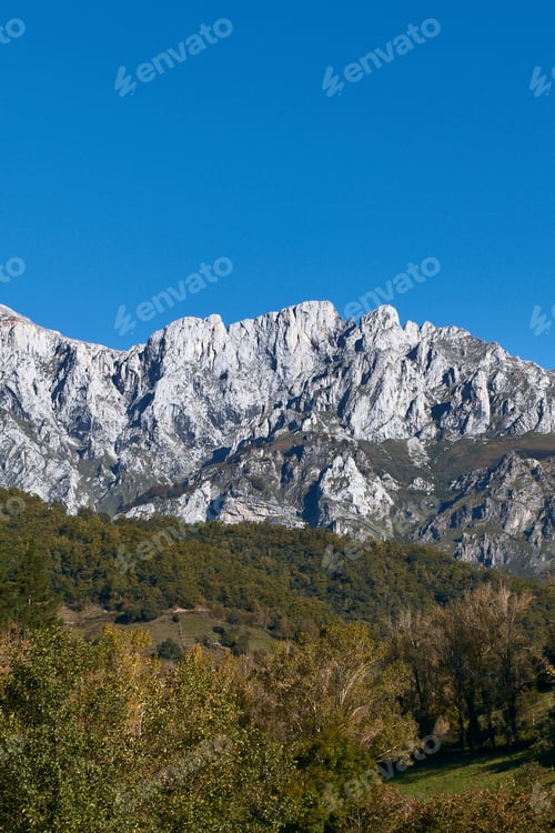 Preview: A Vertical Shot Of A Forest Near Rocky Mountai