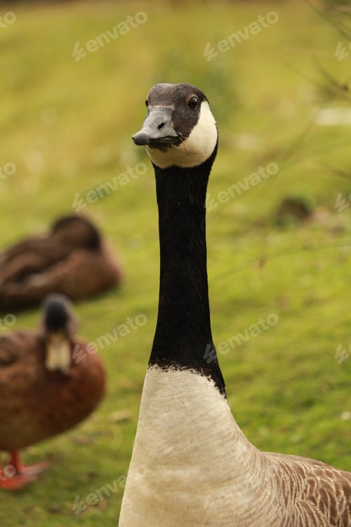 Preview: A Selective Focus Shot Of A Black And White Goose In A Farm