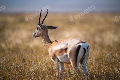 Preview: A Closeup Of Grant'S Gazelle In A Meadow In Ngorongoro Conservation Area In Tanzania