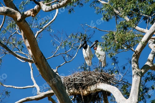 Preview: Two Wood Storks Standing On A Tree Under The Sunlight And A Blue Sky