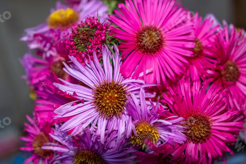 Preview: A Selective Focus Shot Of The Magnificent Pink And Purple Aster Flowers In A Bouquet