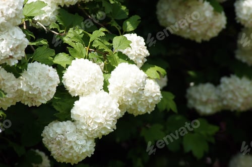 Preview: The Beautifully Blossomed White Hydrangea Flowers
