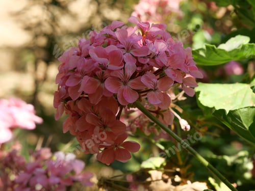 Preview: A Closeup Shot Of Blooming Pink Hydrangea Flowers