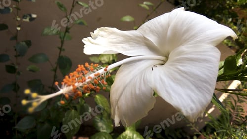 Preview: A Closeup Shot Of A Beautiful White Hibiscus