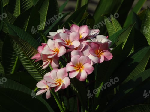 Preview: A Closeup Shot Of Pink Plumeria Flowers Under The Sunlight