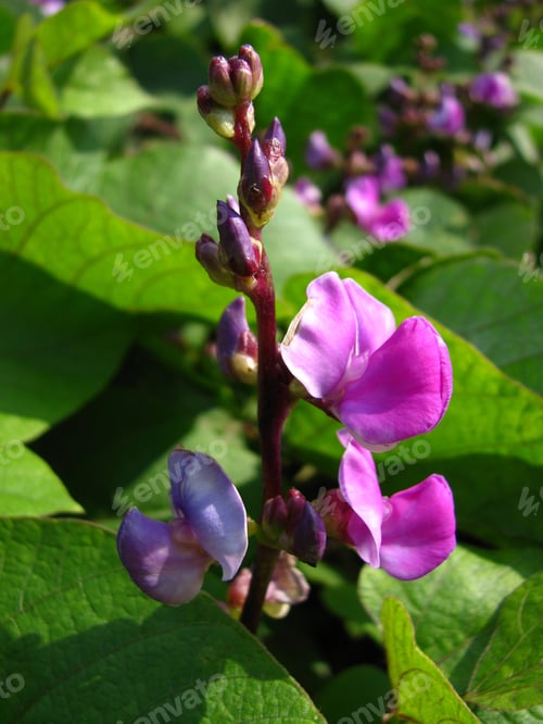 Preview: A Vertical Closeup Shot Of Sweet Peas Flowers