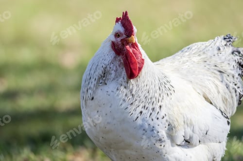 Preview: A Selective Focus Shot Of A Funny Rooster