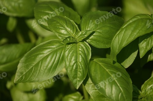 Preview: A Closeup Shot Of Green Basil Leaves