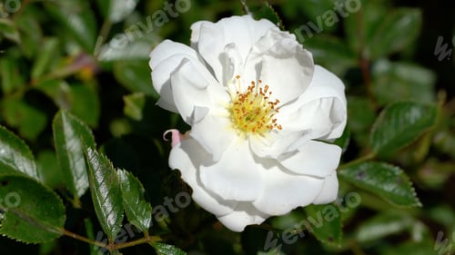 Preview: A Closeup Shot Of A White Rose Blossom