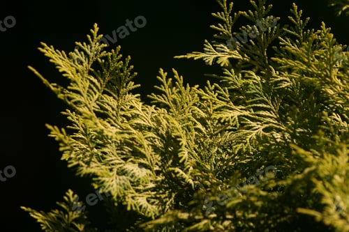 Preview: A Closeup Of A Hiba Arborvitae Plant On The Dark Background