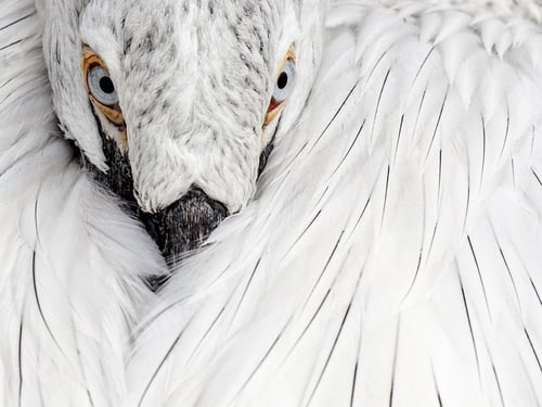 Preview: A Closeup Shot Of White Feathers Of A Wild Bird
