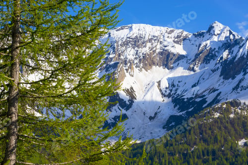 Vista previa: The Mountains Covered In Snow In Front Of The Tree