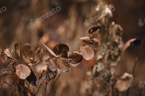 Preview: A Selective Focus Shot Of Brown Leaves On A Branch