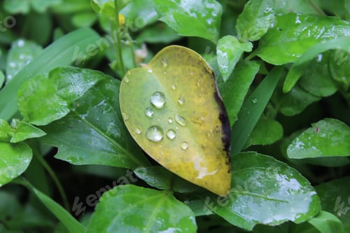 Preview: A Selective Focus Shot Of Dewdrops On A Green Leaf