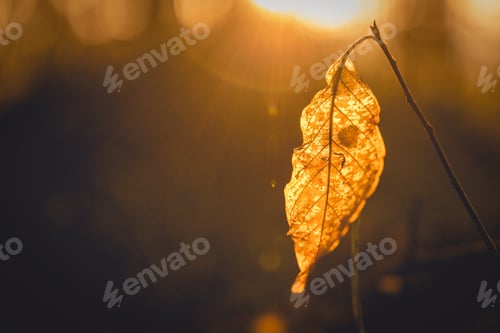 Preview: A Closeup Shot Of A Dry Autumn Leaf In A Park During Sunset In Pola