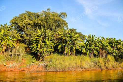Preview: Muddy Lake Water With Dense Overgrown Foliage On The Shoreline In A Jungle