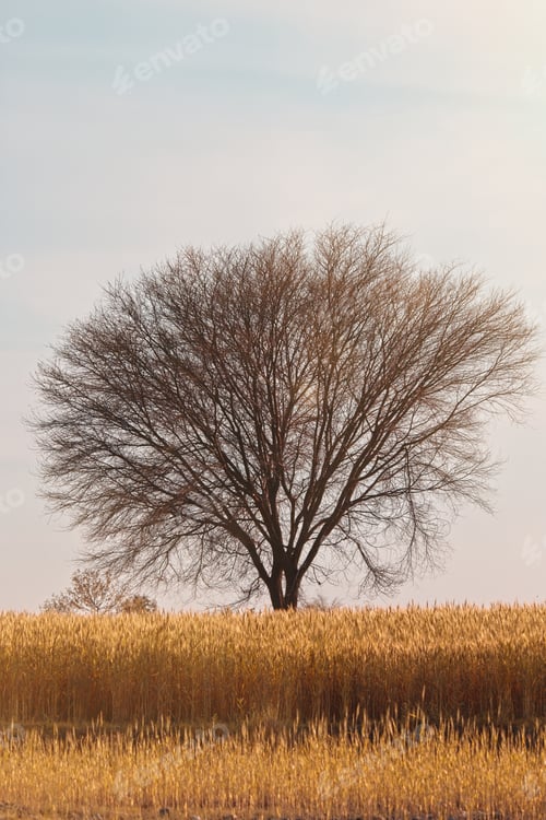 Preview: A Vertical Shot Of A Tree In The Middle Of A Grass-Covered Field Under The Blue Sky