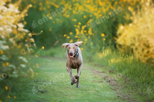 Preview: A Selective Focus Shot Of An Adorable Brown Weimaraner Dog
