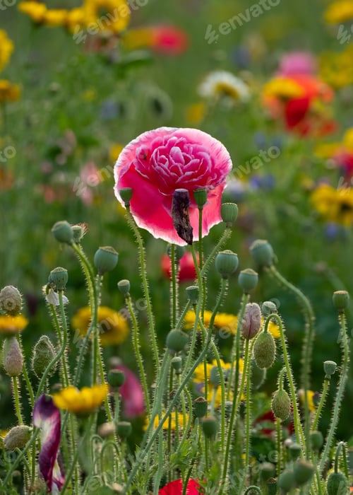 Preview: A Closeup Shot Of A Beautiful Pink Flower In A Field