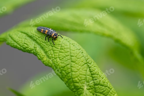 Preview: A Closeup Shot Of The Caterpillar Of A Ladybug On A Green Leaf