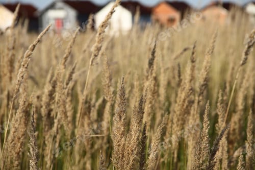 Preview: A Selective Focus Shot Of A Field Of Wheat With Houses In The Background