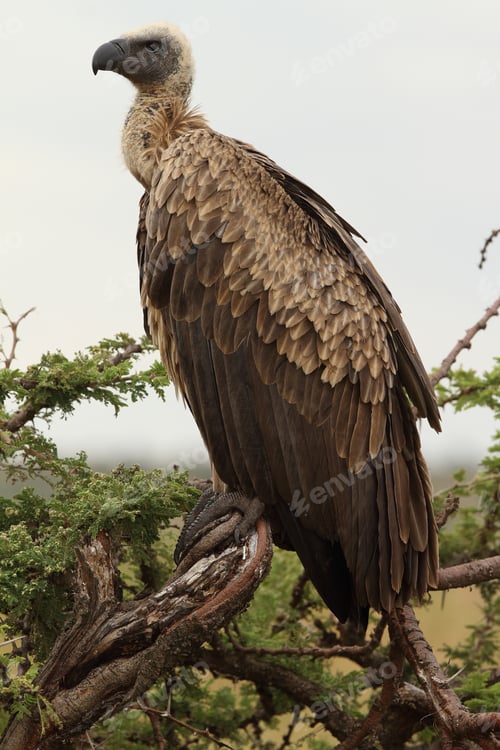 Preview: A Vertical Shot Of A Magnificent Vulture On The Branch Of A Tree