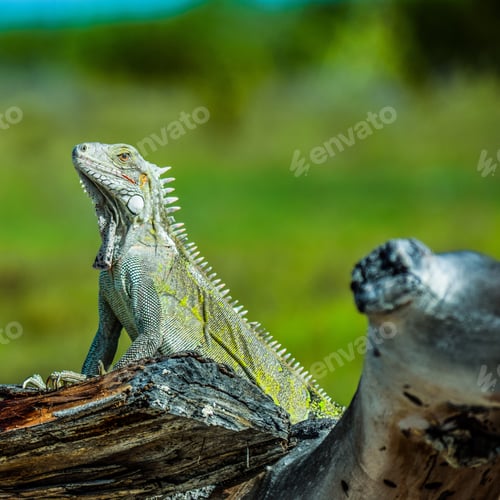 Preview: A Huge Green Lizard On A Log In A Field
