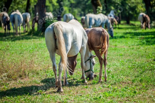 Preview: A Closeup Shot Of The Horses Grazing In The Lipica, National Park In Slovenia