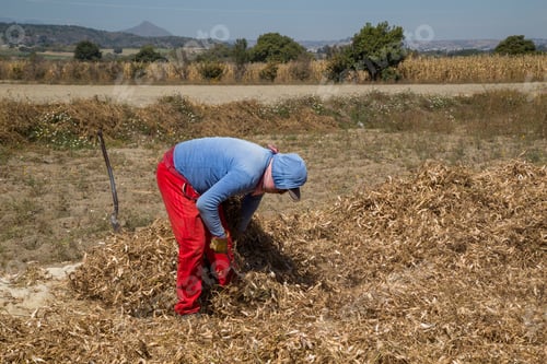 Preview: Hispanic Farmer Manual Harvesting Organic Bean
