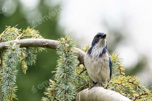 Preview: A Closeup Of A California Scrub Jay Perched On A Tree In A Field Under The Sunlight