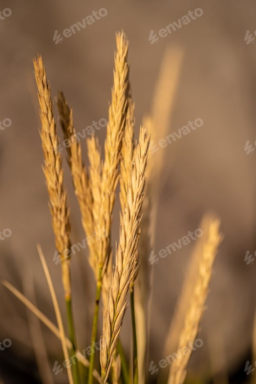 Preview: A Vertical Closeup Shot Of Ripe Golden Wheat Ears