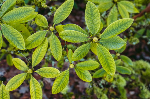 Preview: A Top View Shot Of Plant Leaves