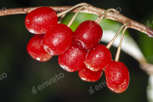 Preview: A Selective Focus Closeup Of Red Cherries Wet From The Rain