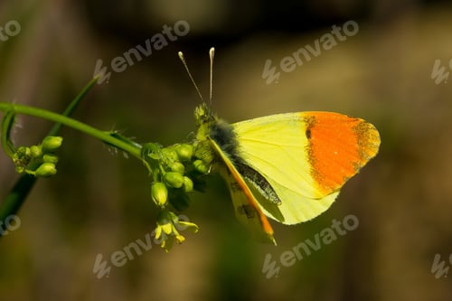 Preview: A Shallow Focus Of A Beautiful Yellow And Orange Butterfly On The Plant