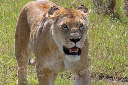 Preview: A Frontal Shot Of A Lioness In The Sanctuary Ngorongoro Crater Camp, Tanzania