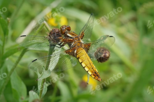 Preview: A Closeup Shot Of Broad-Bodied Darter In The Garden