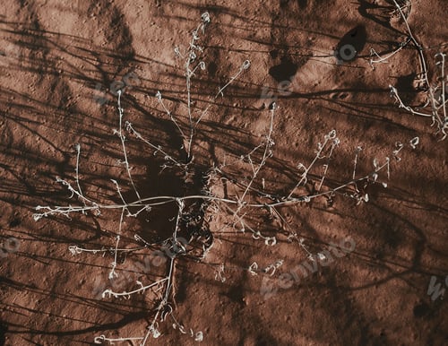 Preview: An Overhead Shot Of A Plant Growing From The Dry Ground