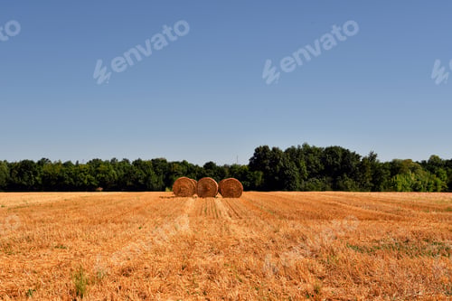 Preview: The Three Dry Grass Hays On An Agricultural Field Surrounded By Greens Under The Blue Sky
