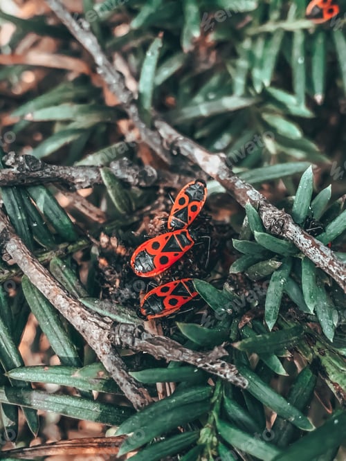 Preview: A Vertical Shot Of Fresh Green Foliage With Red Bugs