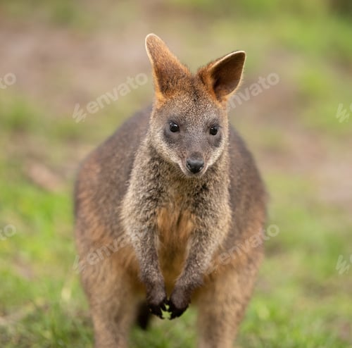 Preview: A Selective Focus Shot Of A Cute Wallaby
