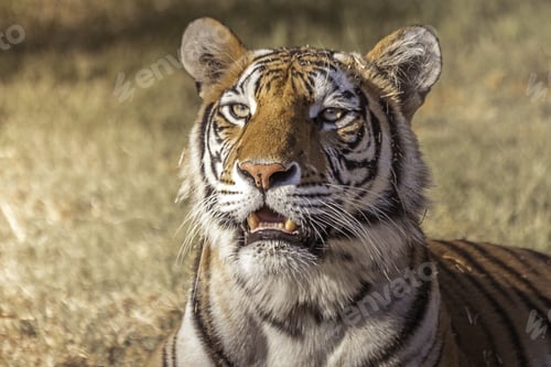 Preview: A Closeup Of A Cute Bengal Tiger