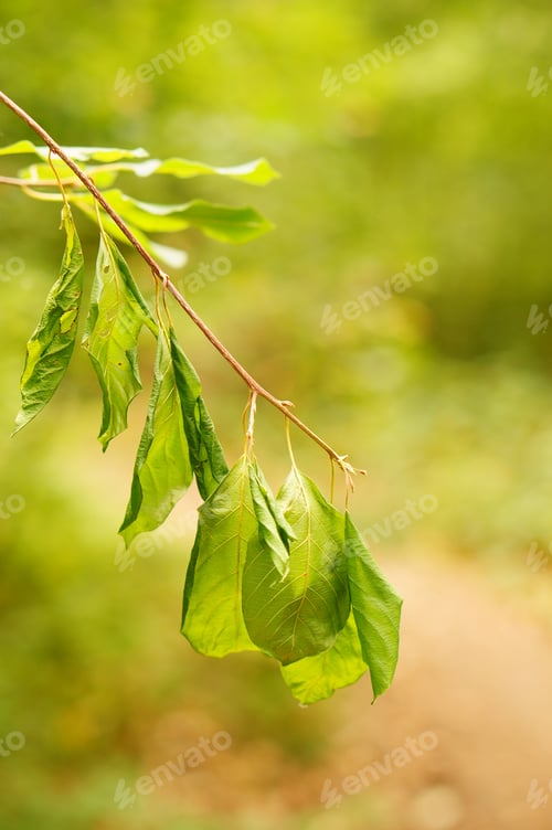 Preview: A Closeup Shot Of A Branch With Leaves