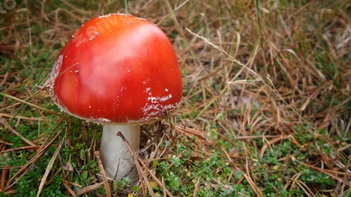 Preview: A Closeup Shot Of Fly Agaric Mushroom Among The Grass