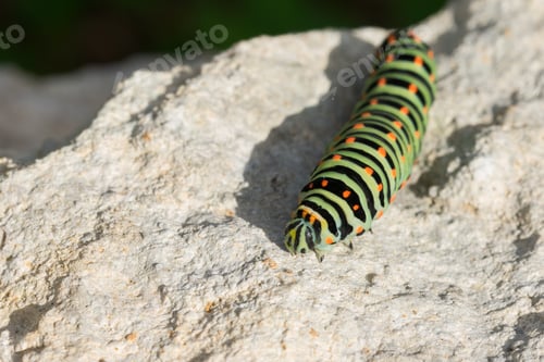 Preview: A Closeup Shot Of A Caterpillar Of A Maltese Swallowtail Butterfly On Rock Surface